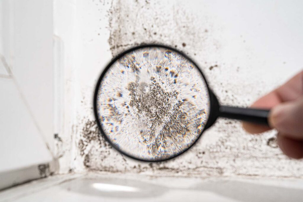 Home 5 1653661493 black mold