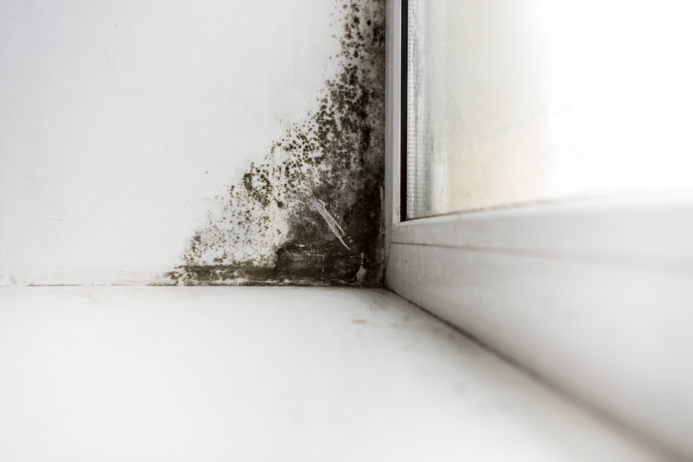 Mold Mitigation 3 black mold remediation