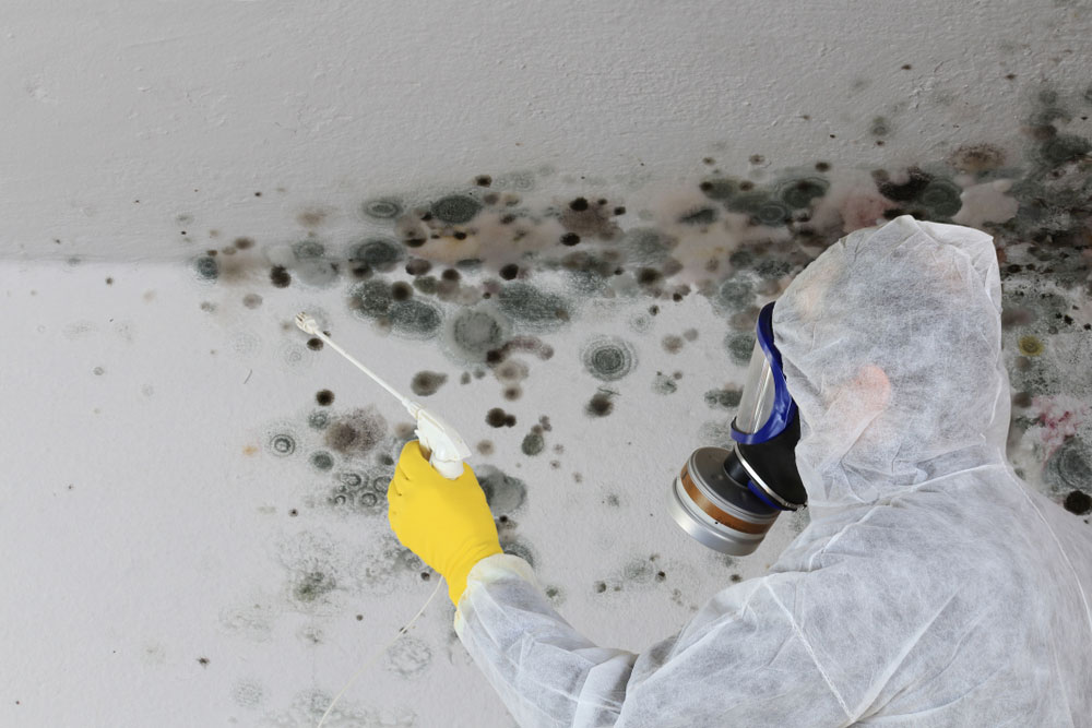 Mold Cleanup 3 csn 796006921