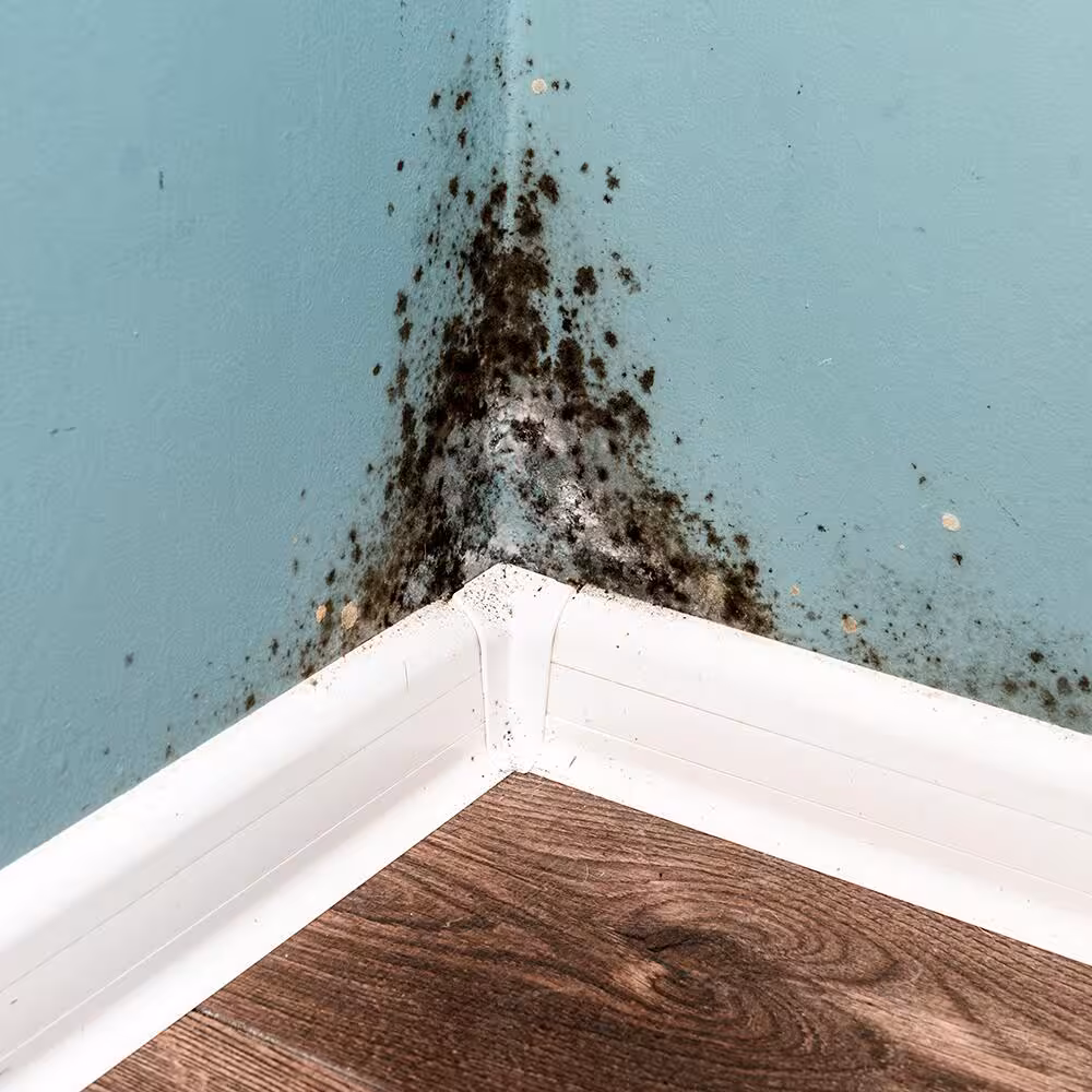 how to get rid of black mold hero