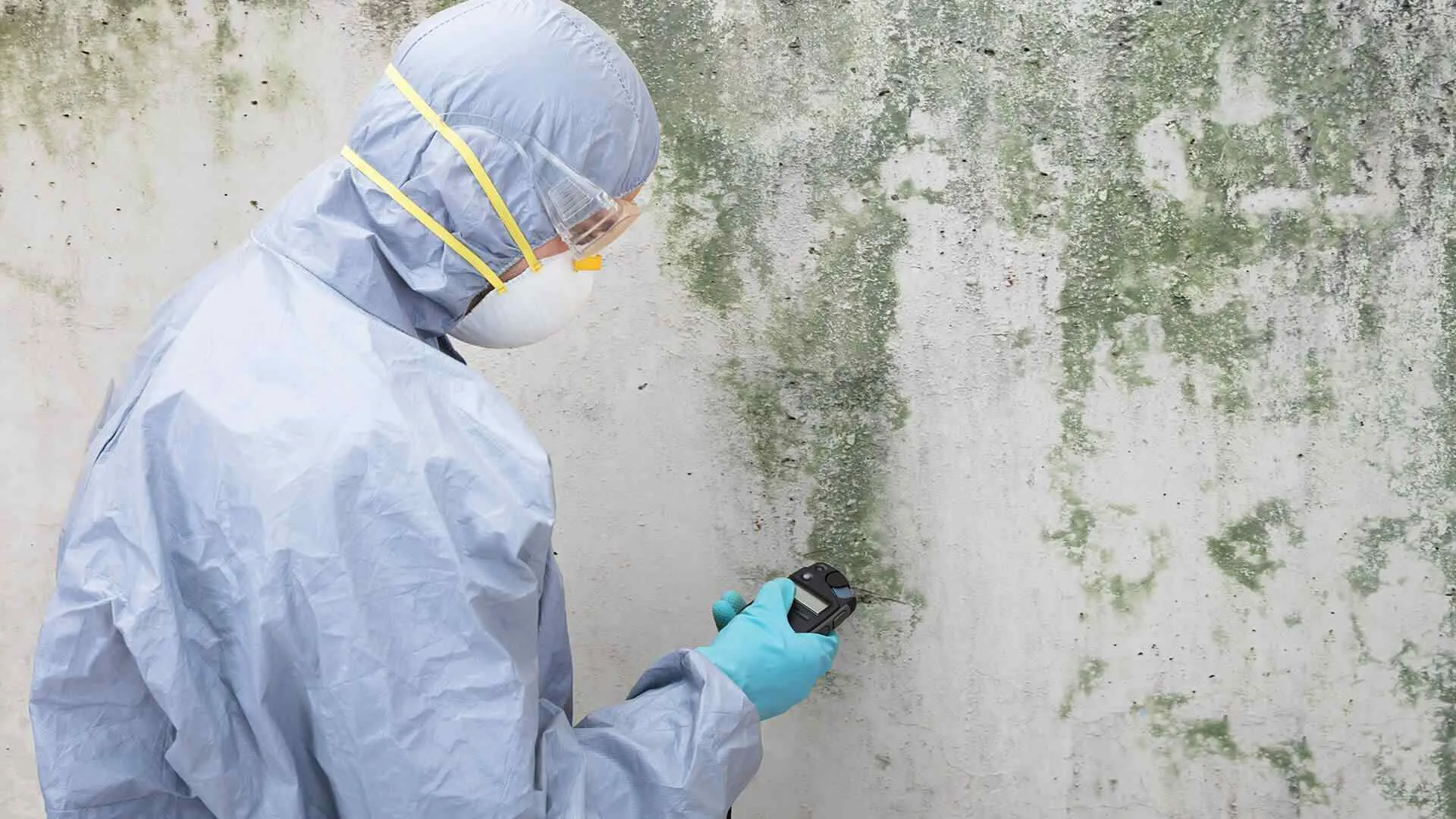 Mold Testing 4 mold mitigation Prestige nw construction services