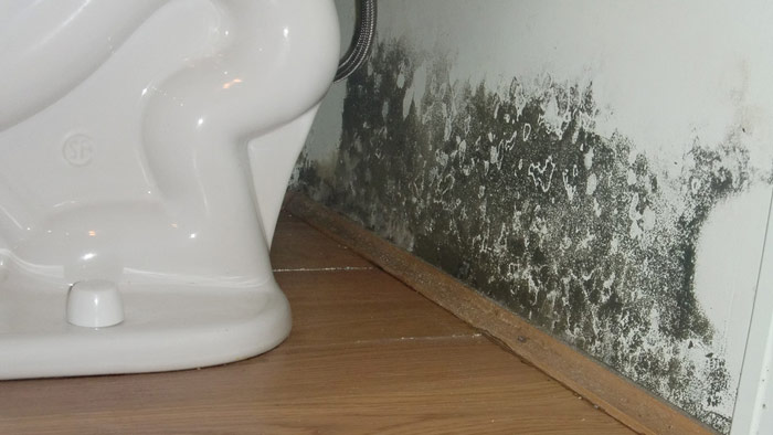Mold Testing 3 mold remediation michigan
