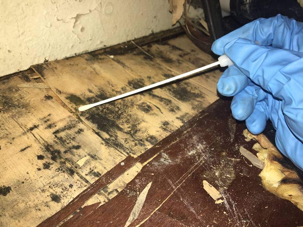 mold surface sampling