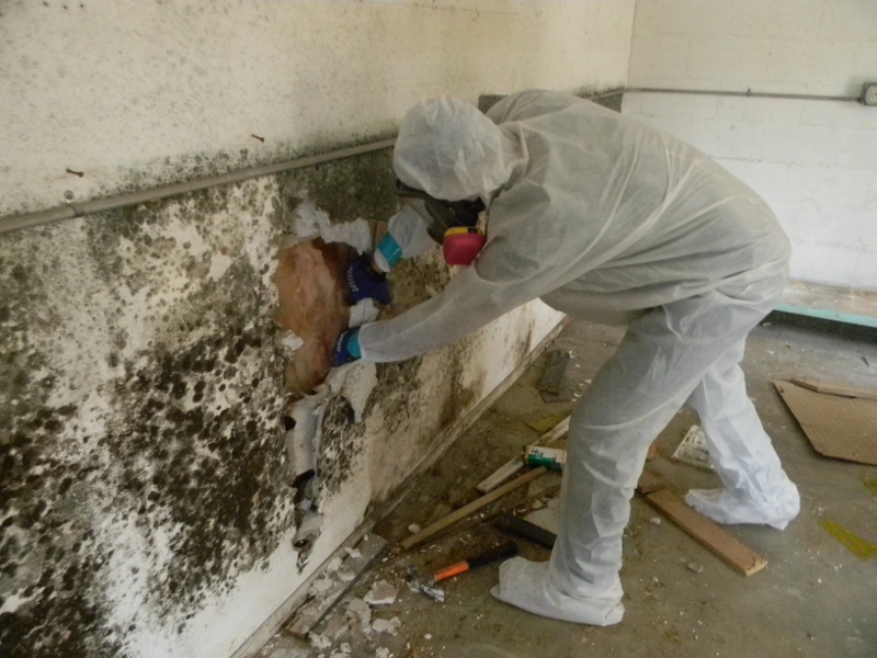 moldy walls